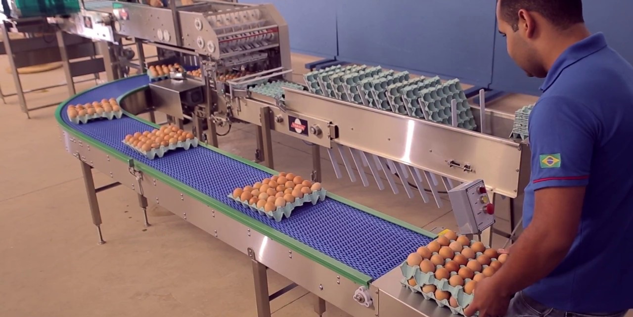 Oportunidade de Emprego: Embalador de Ovos